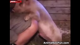 Man's Unusual Fetish: Getting Fucked by a Pig!