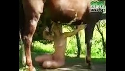 Blonde Girl Goes All Out with Horse's Big Dick – You Won't Believe What Happens Next!