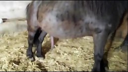 Shock and Awe: Woman Experiences Horse Fucking Like Never Before!