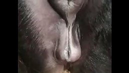 Licking Pussy Horse: Get Ready for the Wildest Animal XXX Experience!
