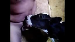 Dirty Man's Unusual Love for Babe Cow Captivates Attention!